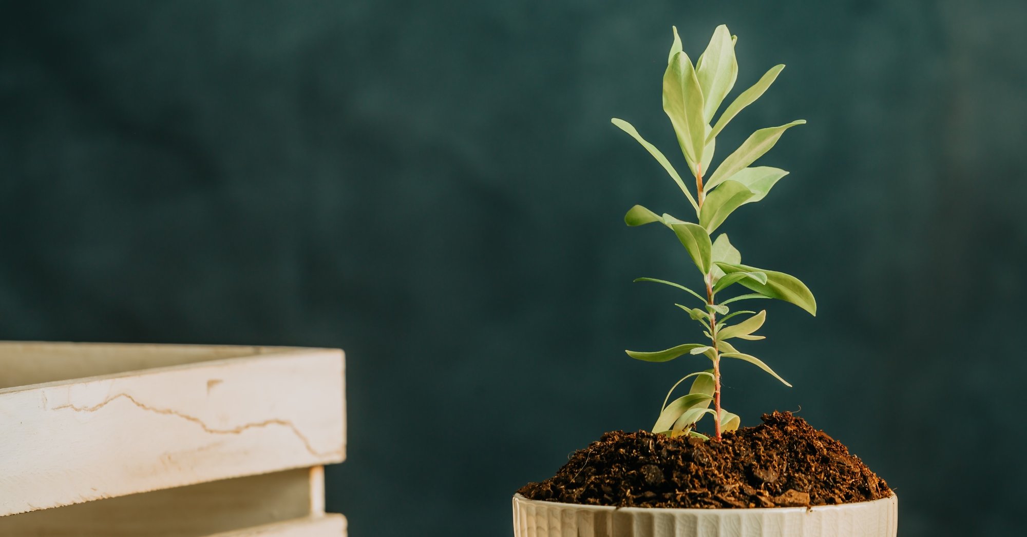 close-up-of-a-growing-plant-in-a-put-with-a-dark-b-2024-10-18-06-22-05-utc CROP 2